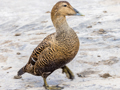 Common Eider